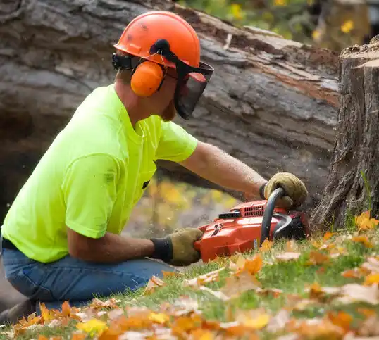 tree services East Pepperell